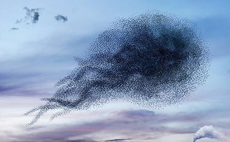 ashvini birds