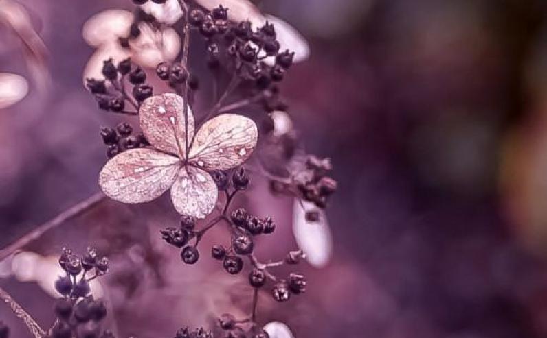 purple-flowers