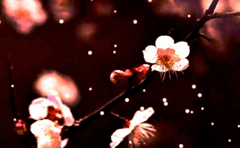red-bloom