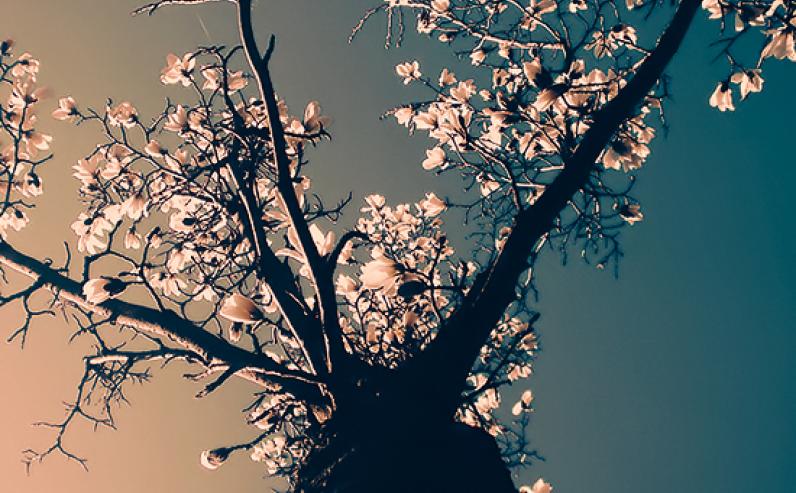 vaishakha-tree
