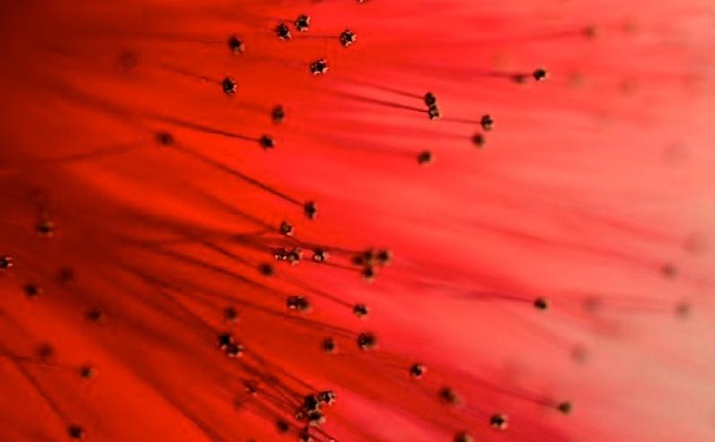 wesak-flower