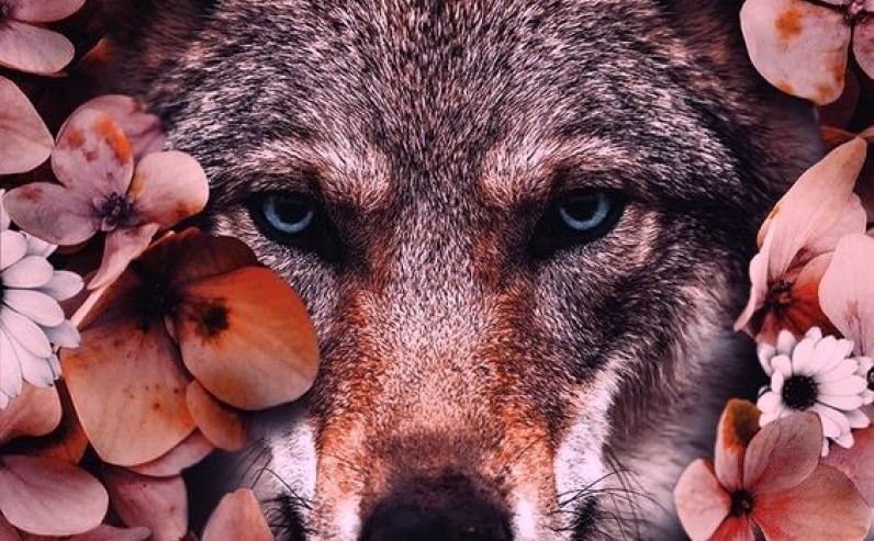 wolf-in-the-pinky