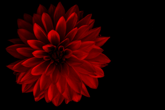 red-alchemy-bloom