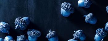 Blue Acorns