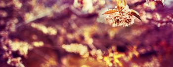 Header Spring Equinox Thumbnail